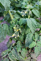 Blurred image of a bush with small green tomatoes and flowers.