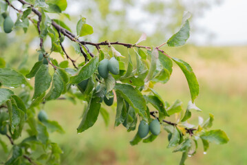 A branch with plums after the rain against the background of summer greenery. Summer background.