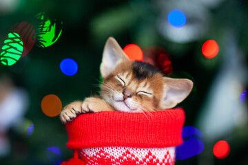 Cute newborn kitten sleeping at christmas stocking, christmas tree lights background. One week old abyssinian ruddy kitten. Sweet dreams. Merry Christmas and Happy New Year concept. Selective focus.
