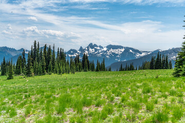 Mountain Meadow Landscape 4