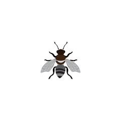leaf cutter, Megachile Species Leaf cutter Bee Insect, a fluffy brown female Willughby's leaf-cutter bee, megachile willughbiella, transparent background PNG
