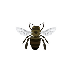 carpenter bee, Male Eastern carpenter bee, Carpenter bumble Bee, transparent background PNG