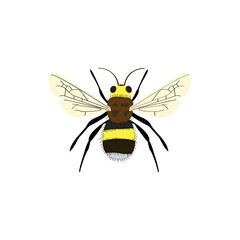 bumblebee, Golden honeybee, bumble bee on yellow, transparent background PNG