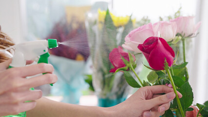 Close up hand of woman florist spray water on red rose flowers add moisture and vitality to the...