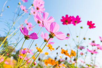 Obraz na płótnie Canvas Pink cosmos flower field in garden.
