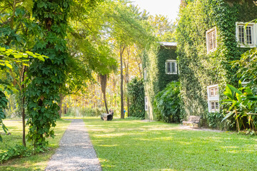 House building covered with green ivy and white window.