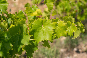 Vigne vignoble du cote de Niort