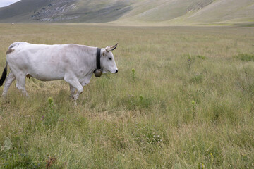 Obraz premium Cow in Campo Imperatore