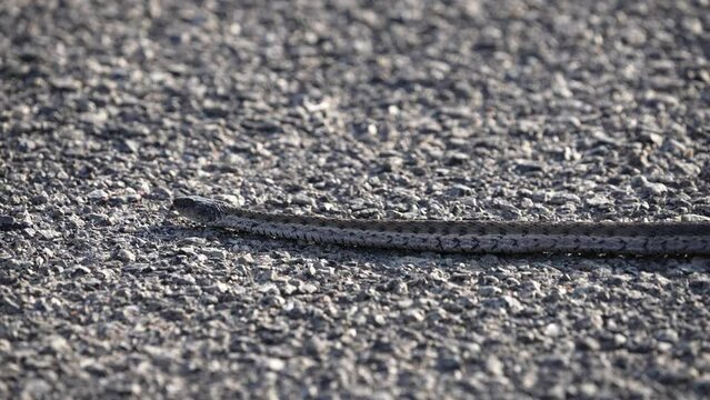 Garter Snake slowly slithering across the road in up close view.