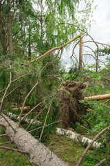 Broken trees in the forest. Storm damage. Selective focus