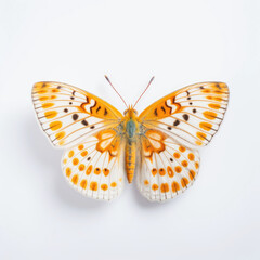 Fototapeta premium Argynnis paphia butterfly isolated on white background top view Generative ai