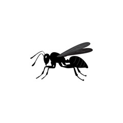 Male ant, Queen, male, worker ant, transparent background PNG