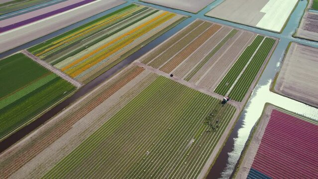Aerial top view of polders with symmetrical tulip fields, Netherlands. High quality 4k footage