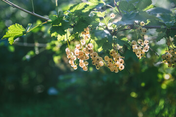 Beautiful clusters of white currants in the sun. harvest, garden, agriculture