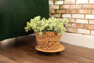 Large green plant in wicker pot on wooden floor in living room. Interior design, urban jungle decor. House Plant in basket. Plants in modern interior room. Gardening at home.