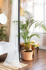 Interior boho design bedroom with hamedorea green palm tree in flowerpot on floor. Houseplant care...