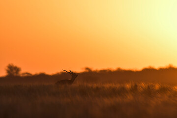 Male Blackbuck Antelope in Pampas plain environment, La Pampa province, Argentina
