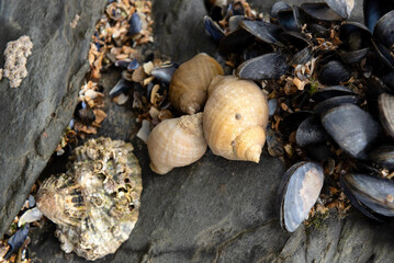 Close-up of dog whelks, limpets, barnacles and mussels