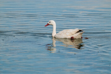 Coscoroba swan swimming in a lagoon , La Pampa Province, Patagonia, Argentina.