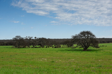 Lonely tree in Pampas Landscape, La Pampa province, Patagonia, Argentina