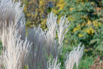 White pampas grass in autumn botanical garden. Spikelets of сortaderia selloana growing in park....