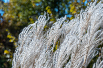 White pampas grass in autumn botanical garden. Spikelets of сortaderia selloana growing in park. Fluffy panicles used to flower arrangements and landscape design. Herbaceous plant species of cereals.