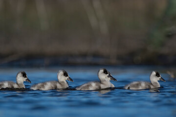 Coscoroba swan cygnets  swimming in a lagoon , La Pampa Province, Patagonia, Argentina.