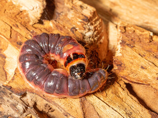 Woodworm caterpillar gnaws through a tree trunk.Close up
