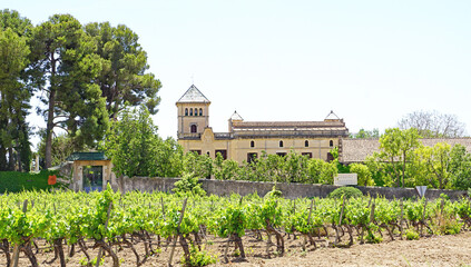 Fototapeta na wymiar Terreno agrícola de viñas en la zona del Penedés, barcelona, Catalunya, España, Europa 