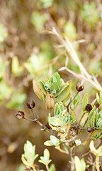 Cistus albidus en la provincia de Tarragona, Catalunya, España, Europa
