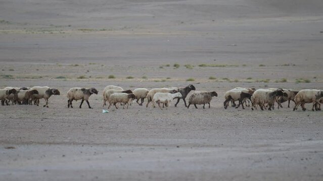 Desert, large herd of goats, sheep and rams. Saudi Arabia.