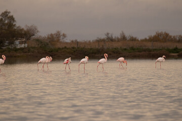 group of flamingos in the water of camargue reserve I’m France during sunset