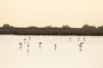 flock of flamingos in a lake during sunset 