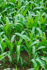 Green corn field at summer, closeup of corn field. Nature background