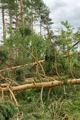 Fototapeta premium Storm damage. Broken tree trunk after thunderstorm hurricane in the forest. Effect of hurricane. Selective focus