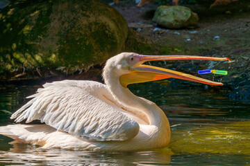 A plastic bottle in the mouth of a pelican bird (the problem of plastic water pollution). Unhappy bird can swallow debris and die. - Powered by Adobe