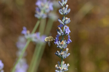 A Bee fly (Bombyliidae) on Lavender flowers (Lavandula)