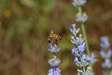 A western Honey bee (Apis mellifera) collecting pollen from Lavender flowers (Lavandula).