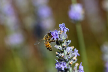 A western Honey bee (Apis mellifera) collecting pollen from Lavender flowers (Lavandula).