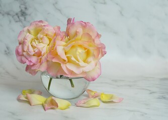 Three large, beautiful roses of delicate pink and yellow on a gray background for a postcard, for congratulations