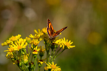 A Gatekeeper butterfly (Pyronia tithonus) resting on Common ragwort flowers (Jacobaea vulgaris).
