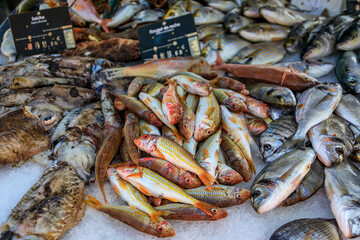 Freshly caught striped red mullet fish on display at the fish market in the old town or Vieil Antibes, South of France