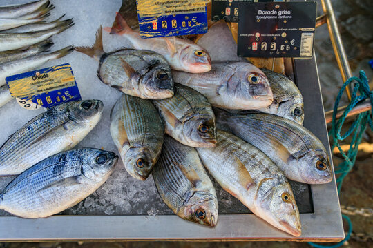 Freshly caught fish, dorade bass, sea bream and sand steenbras or striped seabream at a fish market in the old town or Vieil Antibes, South of France