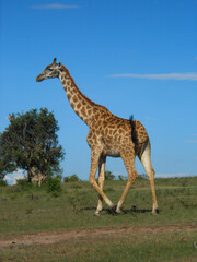 Tall giraffe walks alone by tree in portrait in Maasai Mara Game Preserve in Kenya in Africa