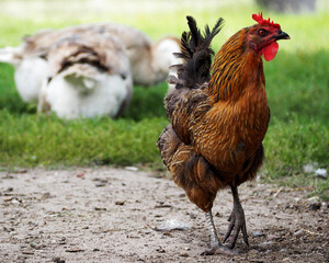 a chicken with red and black feathers walks along the green grass against the background of two...