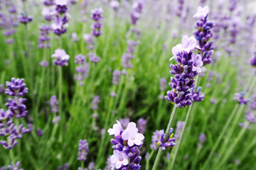 Close up bright purple lavender flowers. Lavender field near. Purple lavender blossoms on a green background. Nature. calendar . poster