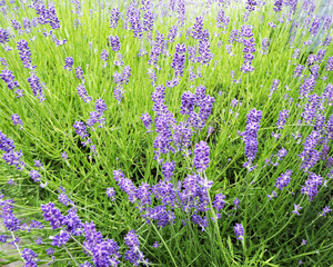 lavender. purple lavender flowers on a green background. fragrant herbs. nature