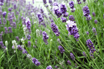 Close up bright purple lavender flowers. Lavender field near. Purple lavender blossoms on a green background. Nature