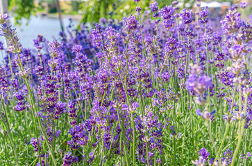 Fragrant blue lavender flowers blossoming on vast field in peaceful summer farmland