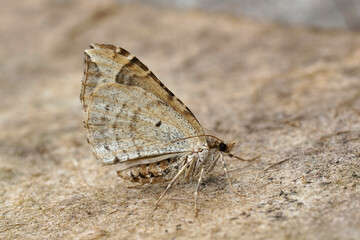 Fototapeta na wymiar Closeup on the European Phoenix geometer moth, Eulithis prunata with closed wings on wood